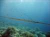 dsc05741_small.jpg
