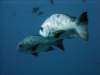 dsc05745_small.jpg