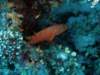 dsc05751_small.jpg