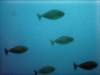 dsc05870_small.jpg
