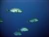 dsc05873_small.jpg