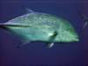dsc05874_small.jpg