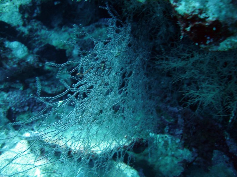 dsc05917.jpg