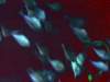 dsc05954_small.jpg