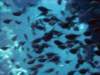 dsc05961_small.jpg