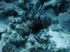 dsc05995_small.jpg