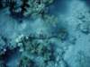 dsc06034_small.jpg