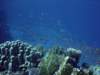 dsc06046_small.jpg