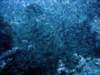 dsc06061_small.jpg