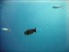 dsc06066_small.jpg