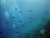 dsc06067_small.jpg