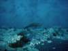 dsc06093_small.jpg