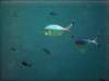 dsc06128_small.jpg