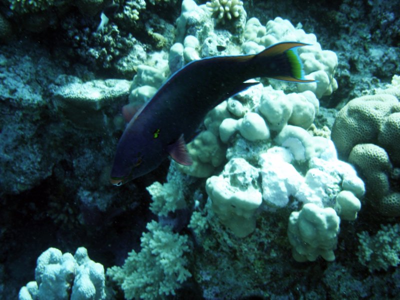 dsc06142.jpg