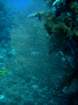 dsc06406_small.jpg