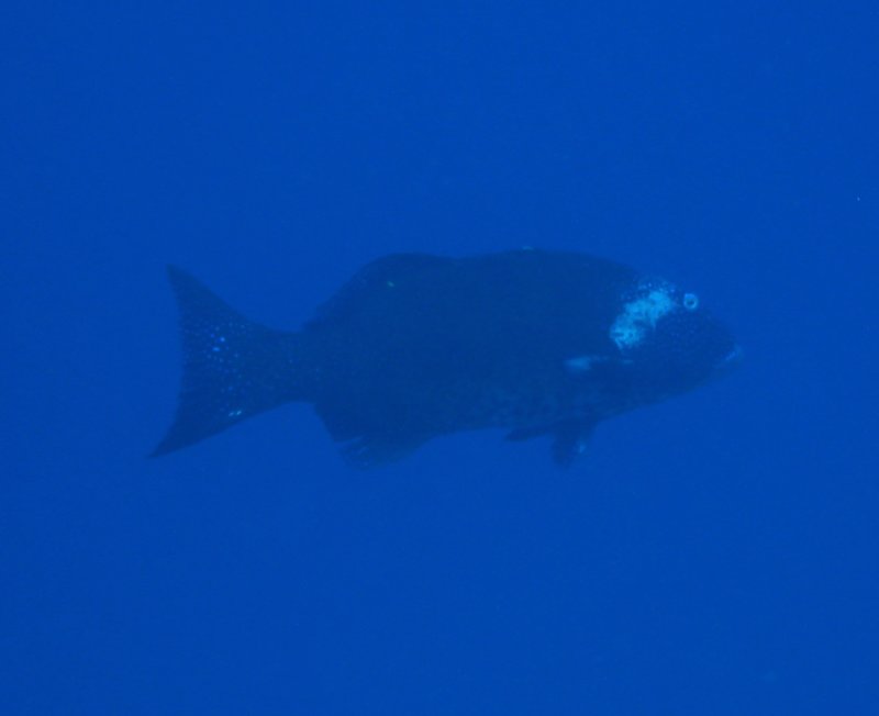 dsc06436.jpg