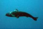 dsc06438_small.jpg