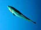 dsc06439_small.jpg