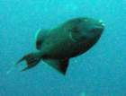 dsc06442_small.jpg