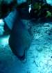 dsc06453_small.jpg