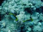 dsc06466_small.jpg