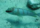 dsc06515_small.jpg