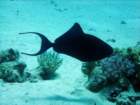 dsc06516_small.jpg