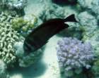 dsc06520_small.jpg