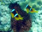 dsc06527_small.jpg