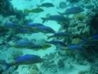 dsc06531_small.jpg