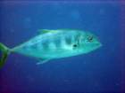 dsc06538_small.jpg