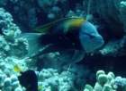 dsc06550_small.jpg