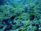 dsc06554_small.jpg