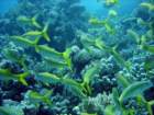 dsc06555_small.jpg