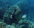 dsc06557_small.jpg