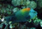 dsc06559_small.jpg