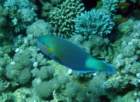 dsc06603_small.jpg