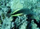 dsc06636_small.jpg