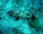 dsc06646_small.jpg