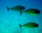 dsc06657_small.jpg