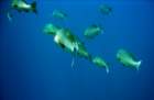 dsc06663_small.jpg