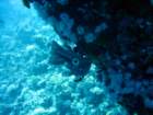 dsc06694_small.jpg