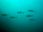 dsc06695_small.jpg