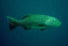 dsc06696_small.jpg