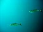 dsc06698_small.jpg