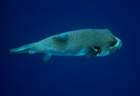 dsc06703_small.jpg