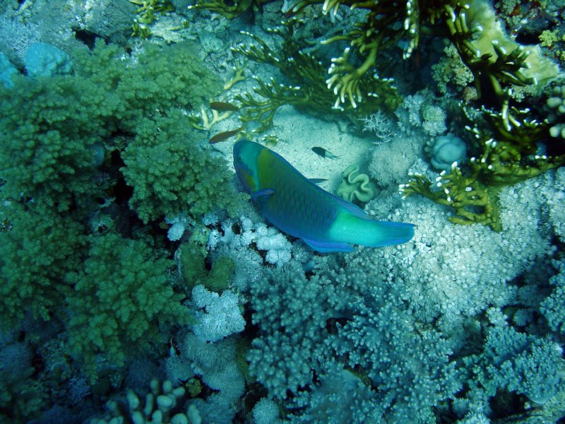 dsc06775.jpg