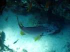 dsc06807_small.jpg