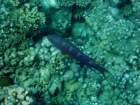 dsc06809_small.jpg