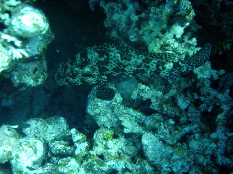 dsc06822.jpg